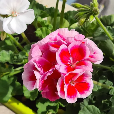 House Casa de hóspedes