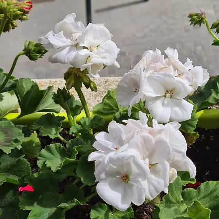 Casa de hóspedes House