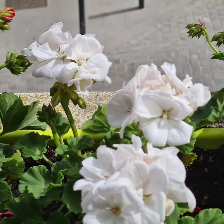 House Casa de hóspedes Aveiro