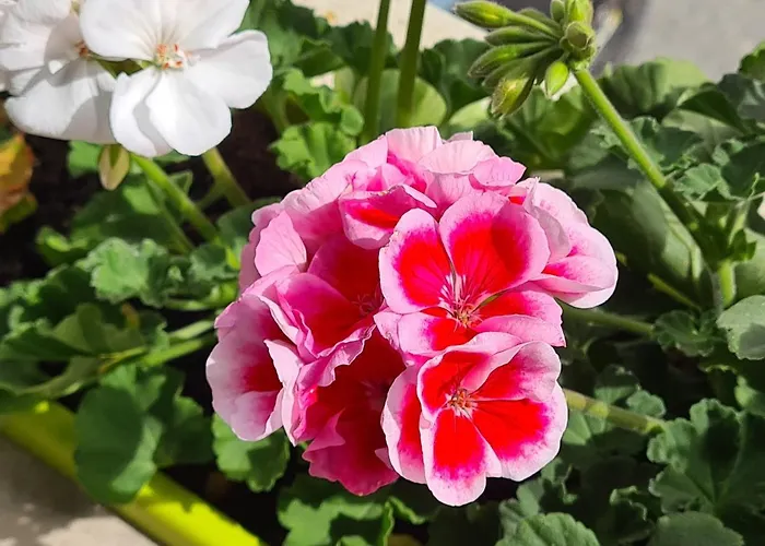 House Casa de hóspedes