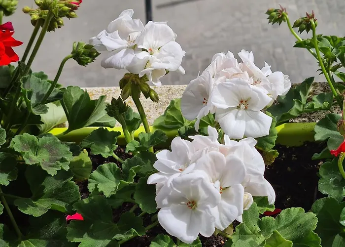 Casa de hóspedes House