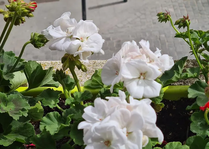 House בית הארחה אבאירו